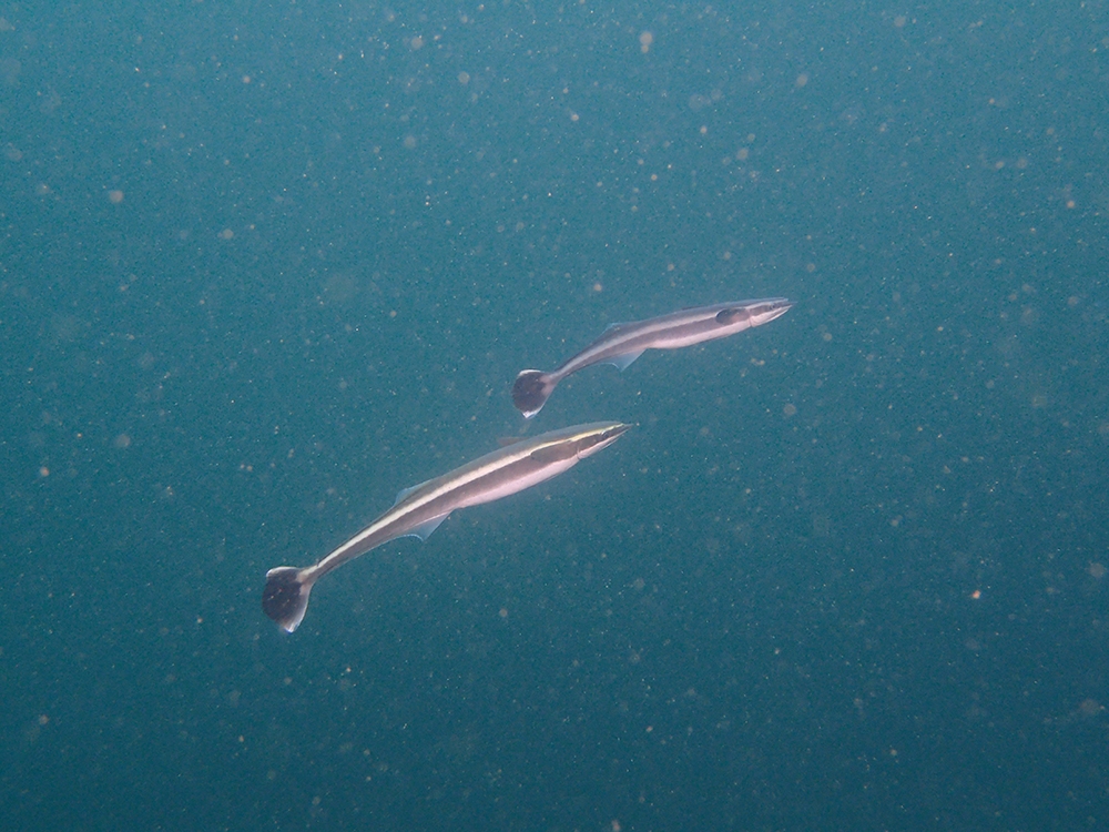 長印魚 - 114e 香港礁魚